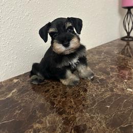 Vixen - Black and silver female Miniature Schnauzer puppy in San Antonio, Texas from Texas Blessed Schnauzers