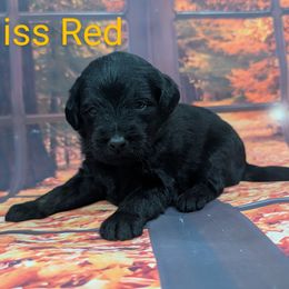 Miss Red - Black female Labradoodle puppy in Lebanon, Pennsylvania from Robertson's Retrievers and Doodles