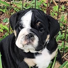 Bulldogs from Strickly Bulldogs
