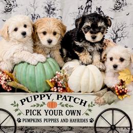 Morkie puppies from Sun-Kissed Morkies
