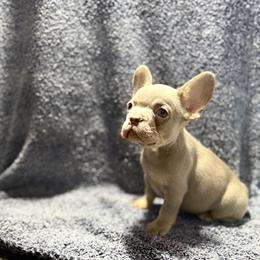 Winston - Tricolors male French Bulldog puppy in Minco, Oklahoma from Findley’s Furbabies