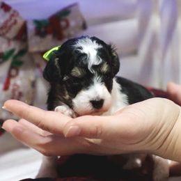 Samuel - Parti male Poodle puppy in Green Forest, Arkansas from Horseshoe Drive Kennel
