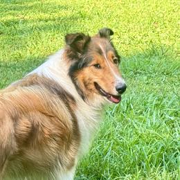 Collies and Scottish Collies from Franklin Farm Collies