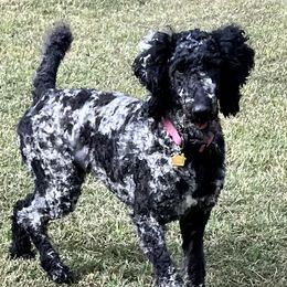 Goldendoodles from White Oak Kennel