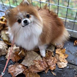 Rose - Pomeranian