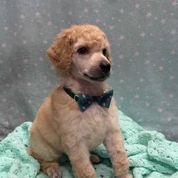 Poodle Puppies from Best Friend Poodles