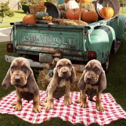 Bloodhound Puppies from McNeely Saline River Bloodhounds
