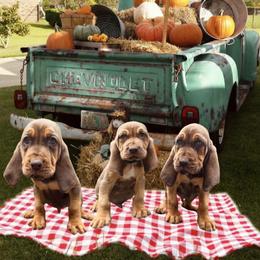 Bloodhound Puppies from McNeely Saline River Bloodhounds
