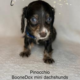 Pinocchio - Chocolate and cream male Dachshund puppy in Lexington, Oklahoma from BooneDox Miniature Dachshunds