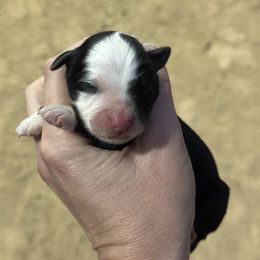 Mistletoe - Black tri female Miniature American Shepherd puppy in Bayard, Nebraska from Puppies by Alies