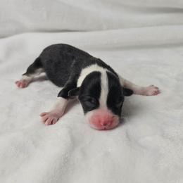 4. Tricolor male - Black and tan male Pembroke Welsh Corgi puppy in Deming, New Mexico from Dragon Ridge Corgis