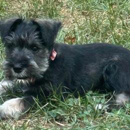 Miniature Schnauzers from Hobby Breeder