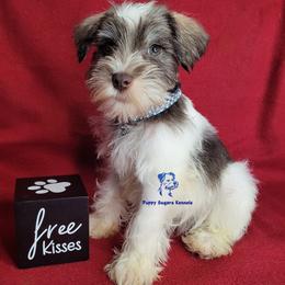 Boy 1 - male Miniature Schnauzer puppy in Fairhope, Alabama from Puppy Sugars Kennels