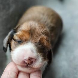Red Dapple Piebald Girl - Piebald female Dachshund puppy in Woodland, Washington from SJs Dachshunds