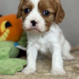 Annie - Ruby female Cavalier King Charles Spaniel puppy in Yuciapa, California from AlltheDoodlez_