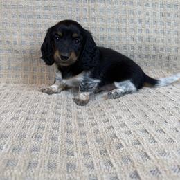 Gypsy - Piebald female Dachshund puppy in Aurora, Missouri from Baker Farms