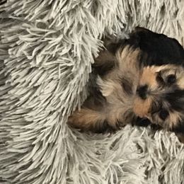 Biewer Terrier and Yorkshire Terrier Puppies from L’amore MnM Mini’s Yorkshire & Biewer Terriers