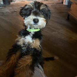 Maggie - Whoodle