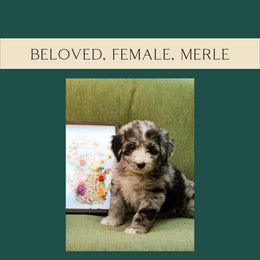 Beloved - Merle Bernedoodle puppy in Woodland, Georgia from Bethel Doodle Ranch