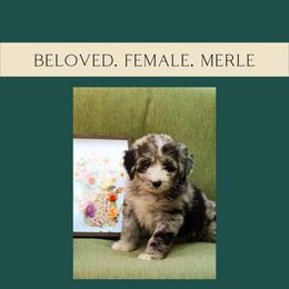 Beloved - Merle Bernedoodle puppy in Woodland, Georgia from Bethel Doodle Ranch
