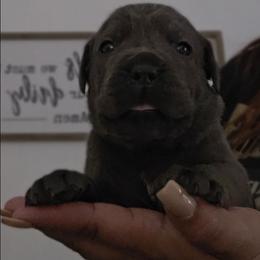 Grey Collar - Cupid - Gray male Cane Corso puppy in Lake Elsinore, California from CRUCIAL CANE CORSOS