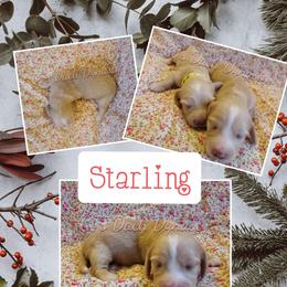 STARLING 4000 - Cream female Dachshund puppy in Gatesville, Texas from CJ's Dach Dynasty