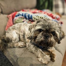 Rhoam - Shih Tzu