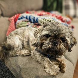 Rhoam - Shih Tzu