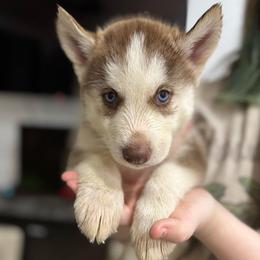 Girl 2 - Red and white female Siberian Husky puppy in Laneville, Texas from ETX Huskies