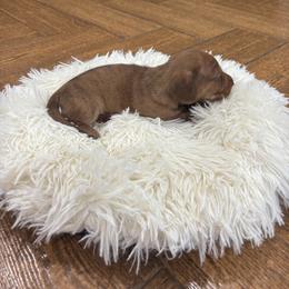 Dachshund Puppies from Finleys Babies