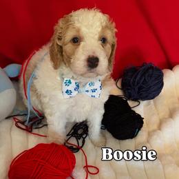 Boosie - Cream male Goldendoodle puppy in Cordova, Tennessee from TrueLine kennels