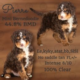 Bernedoodle, Cavapoo, Cockapoo, Goldendoodle, Havapoo, and Poodle Puppies from Farquharson's Poodles&Doodles