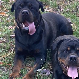 Vader - Rottweiler
