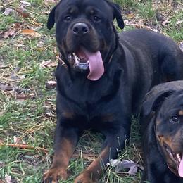 Vader - Rottweiler