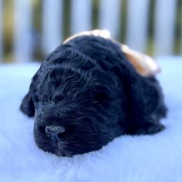 Boy 4 - male Goldendoodle puppy in Rainier, Oregon from Beaver Springs Puppies