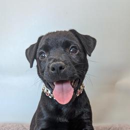 Patterdale Terrier Puppies from Moormont Kennels
