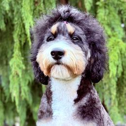 Bernedoodles and Bernese Mountain Dogs from Butter Cup Pups and Paws