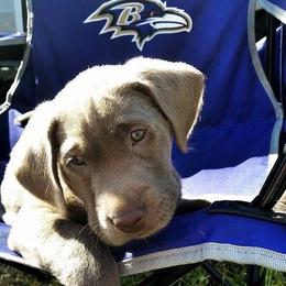 Dilute Retriever Puppies from Virdin’s Silver Labs