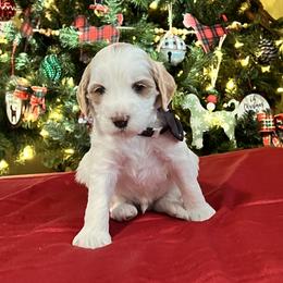 Black Collar Male - Parti male Goldendoodle puppy in Bradenton, Florida from Suncoast Goldendoodles