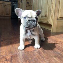 French Bulldog Puppies from Blue Lotus Frenchies