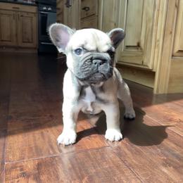 French Bulldog Puppies from Blue Lotus Frenchies