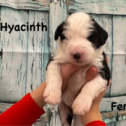 Hyacinth - Black and white female Sheepadoodle puppy in Taber, Idaho from Son of a Poodle Sheepadoodles