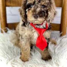 Bernedoodle, Cavapoo, and Goldendoodle Puppies from Blackberry Farm Puppies