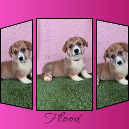 Flood - Sable female Pembroke Welsh Corgi puppy in Kiowa, Colorado from Cool Water Corgis LLC