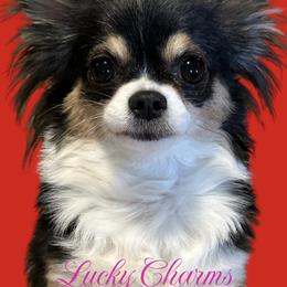 Lucky Charm - Chihuahua