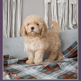 Swan - Yellow and white female Bernedoodle puppy in Connersville, Indiana from Deaz Doodle Ranch