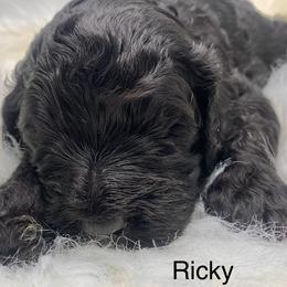 Ricky - Black male Goldendoodle puppy in New Ringgold, Pennsylvania from Hawk Mountain Doodles