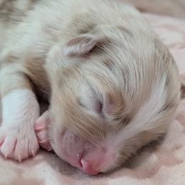 Australian Shepherd puppies from Wray Aussies