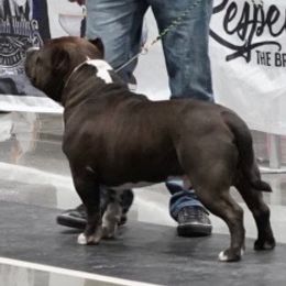 American Bullies from 816 Kansas City MO Bullyz
