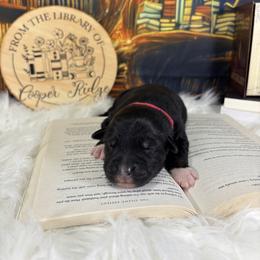 Myth - Black tri-color male Australian Shepherd puppy in Fredericksburg, Virginia from Cooper Ridge Aussies